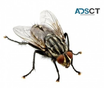 Flies Control Perth