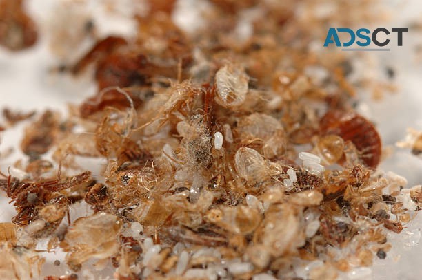 Pest Inspection Frankston