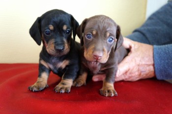 Mini Dachshund puppies