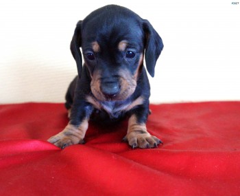 Mini Dachshund puppies