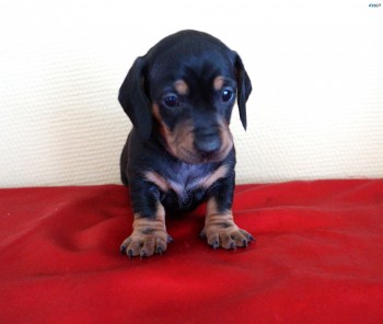 Mini Dachshund puppies