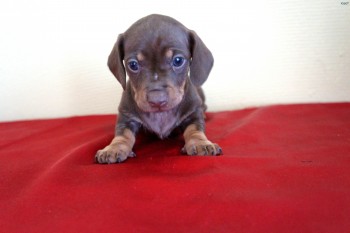 Mini Dachshund puppies