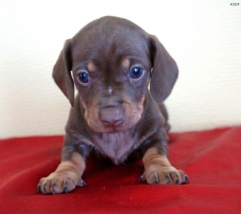 Mini Dachshund puppies