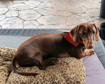 Mini Dachshund puppies