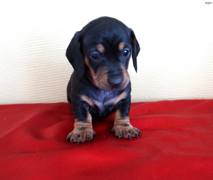 Mini Dachshund puppies