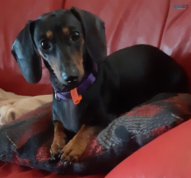 Mini Dachshund puppies