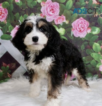 Awesome Bernedoodle Pups for sale