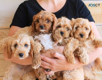 Cavoodle Puppies