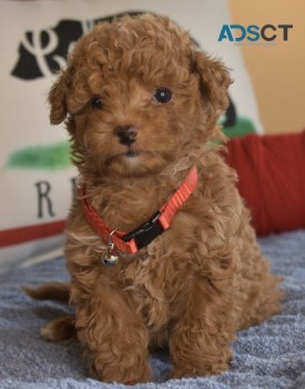 Toy poodle puppies!