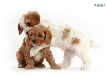 Angelic Cavapoo Puppies Available 