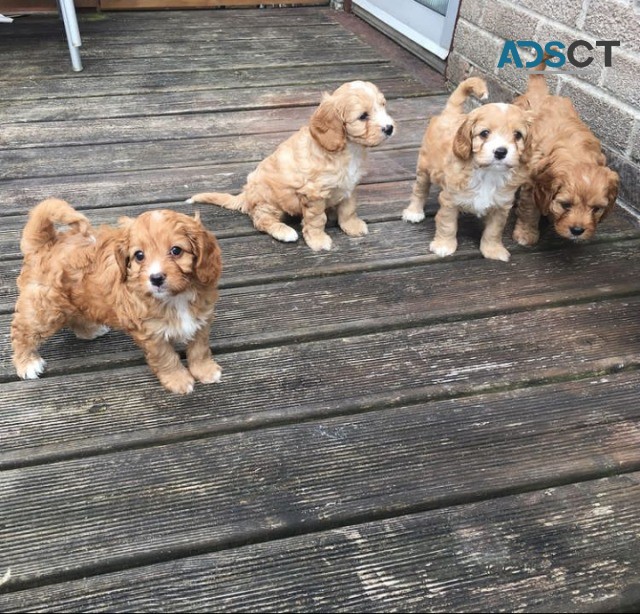 Angelic Cavapoo Puppies Available 
