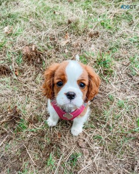 King charles puppies for sale