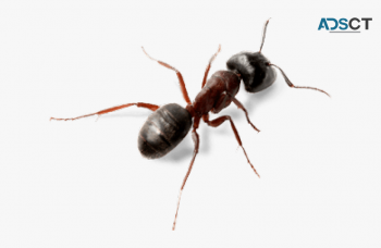 SES Pest Control Sydney