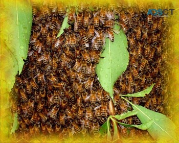 SES Pest Control Sydney