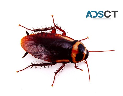 SES Pest Control Sydney