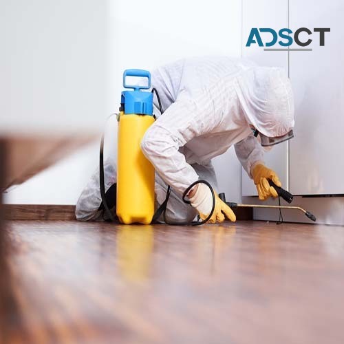 SES Pest Control Sydney