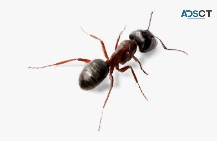 SES Pest Control Sydney