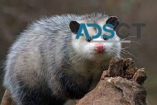 Possum Removal Sydney
