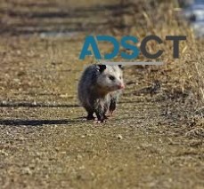 Possum Removal Sydney