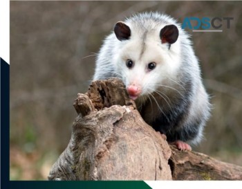 Possum Removal Sydney