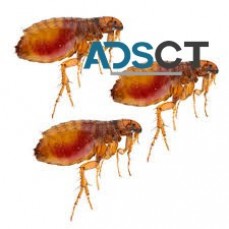 Flea Removal Sydney