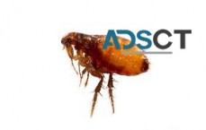 Flea Removal Sydney