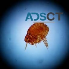 Flea Removal Sydney