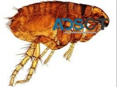 Flea Removal Sydney