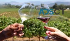 Wedding Guest Transfers Services 