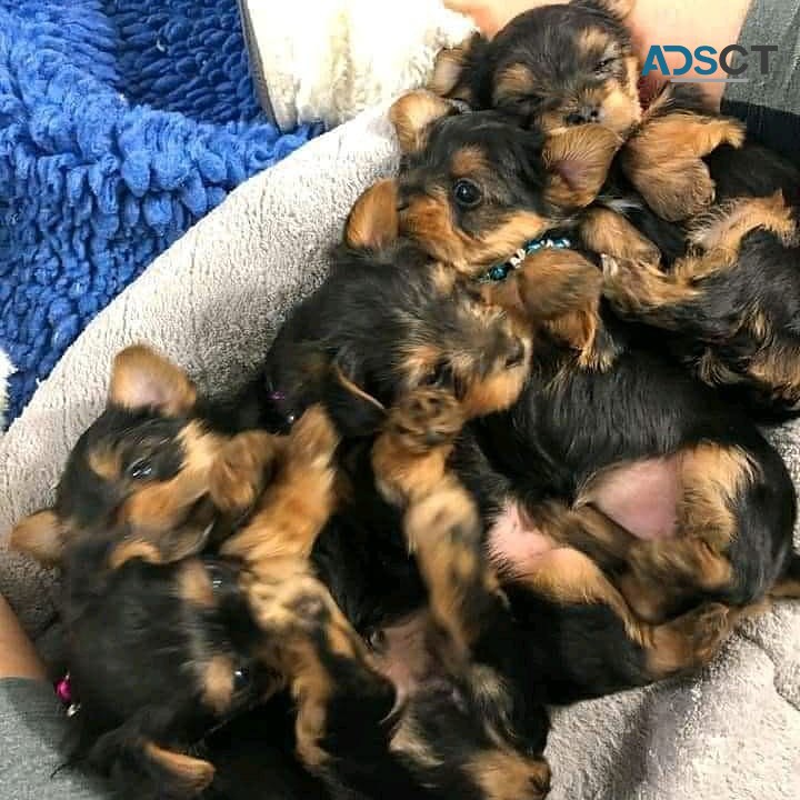 Traditional yorkies available 