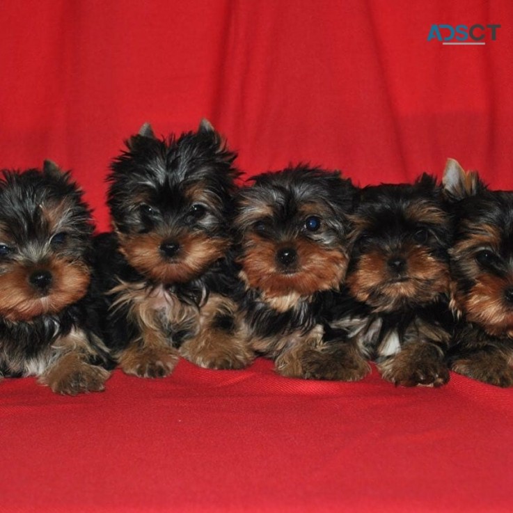 Yorkshire puppies available near me