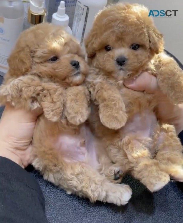 Adorable toypoddle puppies available 