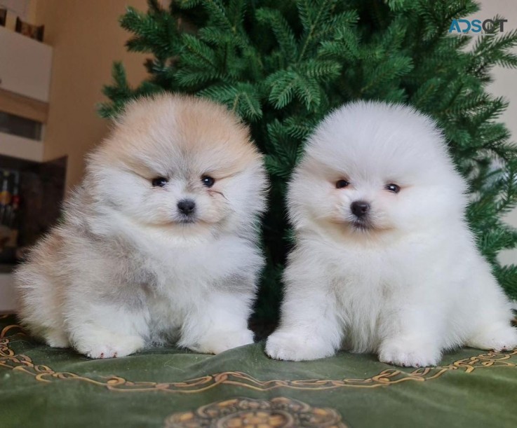 Pomeranian puppies looking for a home 