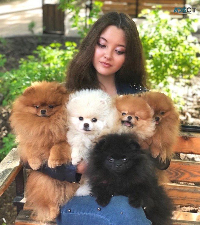 Pomeranian puppies available 