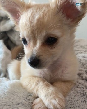 Beautiful chihuahua puppies available 
