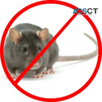 Rodent Treatment Canberra