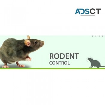 Rodent Treatment Canberra