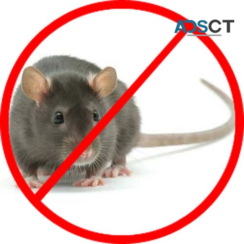 Rodent Treatment Canberra