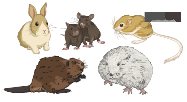 Rodent Treatment Canberra