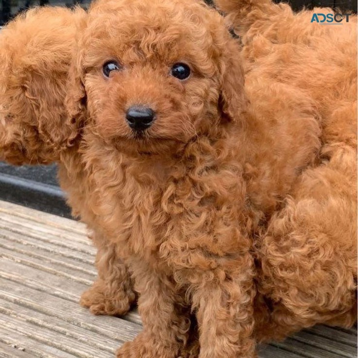 Beautiful friendly poodle puppy's