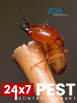 Termite Control Hobart
