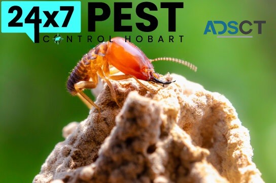 Termite Control Hobart