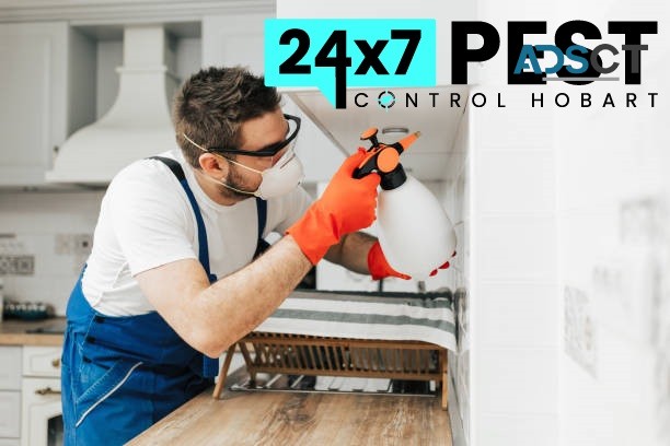 Termite Control Hobart