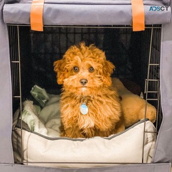 Cavoodle Puppies For Sale Now