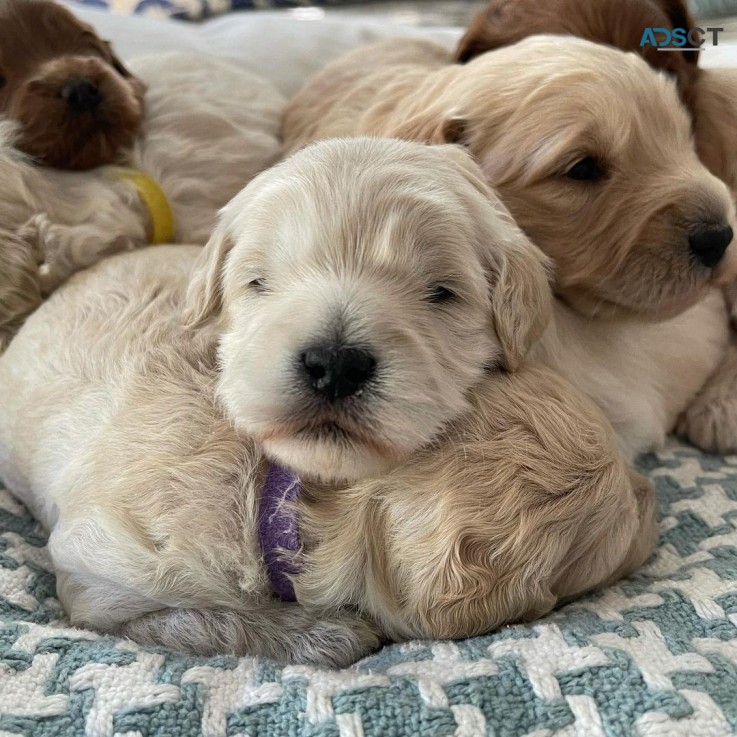 Golden labradoodle puppies available 