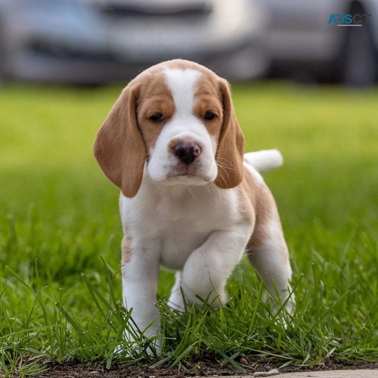 Beautiful Beagle puppy for rehoming 