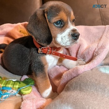 Adorable beagle puppy for rehoming 