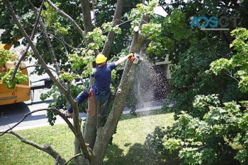 Tree Cutting Services Melbourne | GardenMore