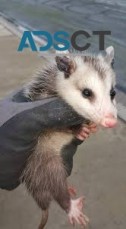 Possum Control Canberra