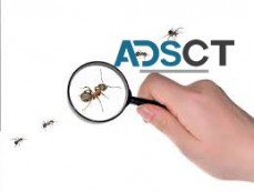 Ant Control Adelaide